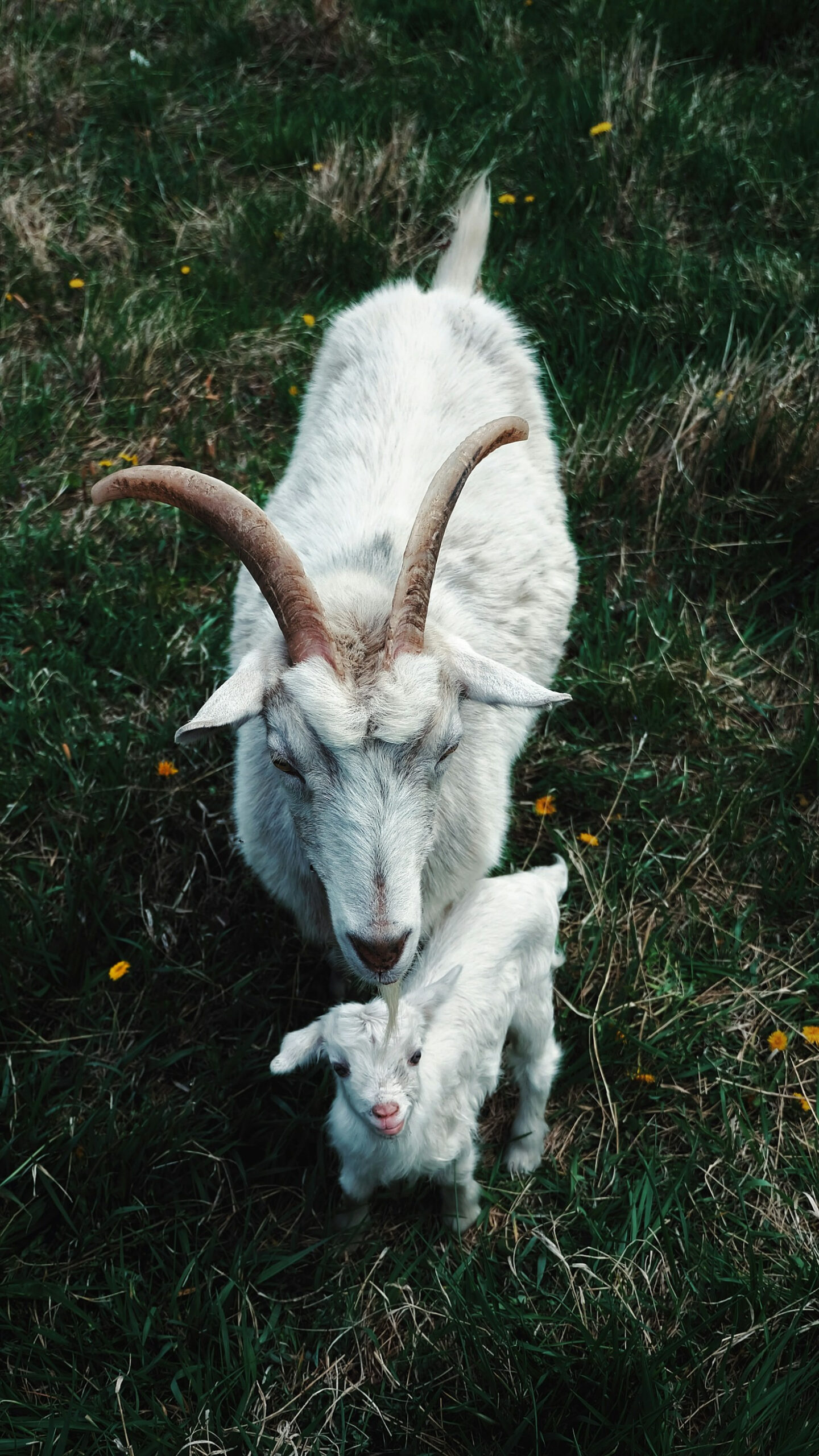 5 Técnicas de Manejo para Melhorar a Produção de Ovelhas