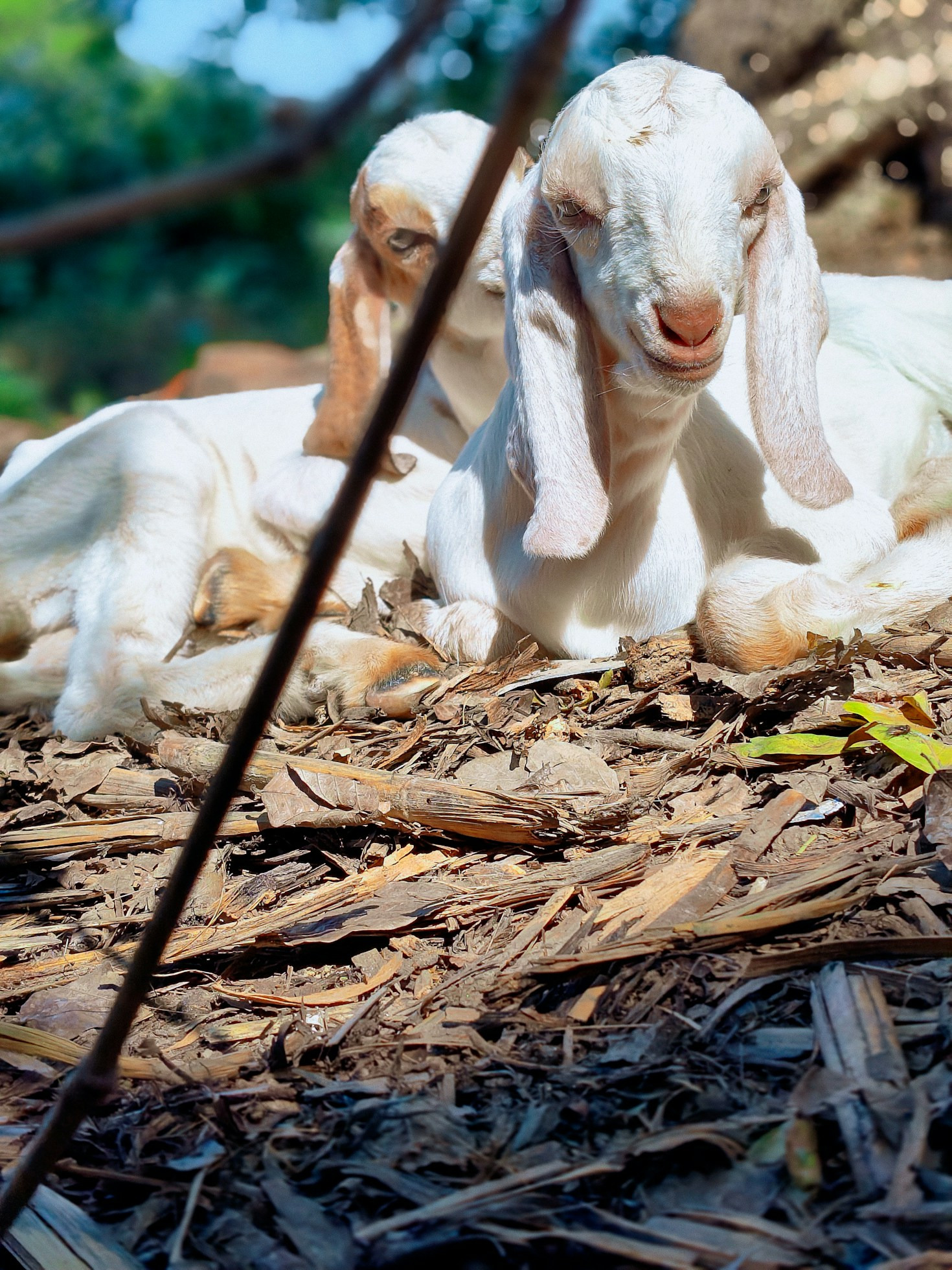Guia Prático para Iniciantes na Criação de Cabras